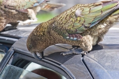 neuseeland, Kea