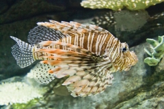 neuseeland, Aquarium