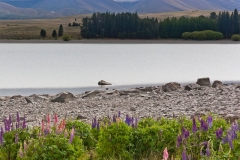 neuseeland, Lake Tekapo