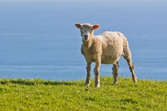 neuseeland, Schaf