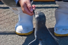 neuseeland, Pinguin