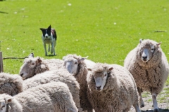 neuseeland, Schaffarm