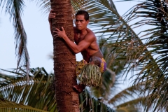 OAHU_PCC