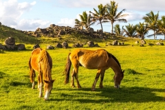 Osterinsel Rano Raraku