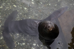 Seelöwe in Puerto Montt