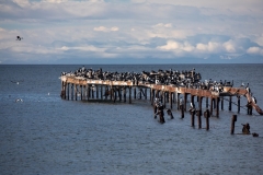 Punta Arenas