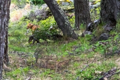 Fuchs im Torres del Peine Nationalpark