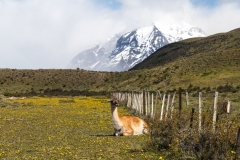 Guanako