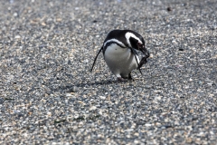 Magellan Pinguin