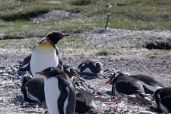 Königspinguin