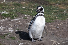 Magellan Pinguin