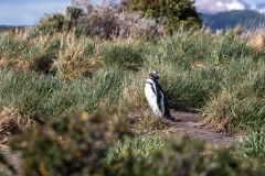Magellan Pinguin