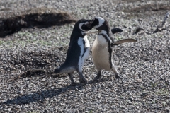 kämpfende Magellan Pinguine