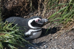 brütender Magellan Pinguin