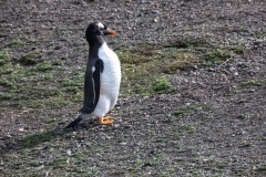 Eselspinguin