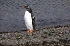 Eselspinguin