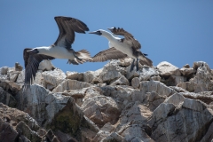 Peru_0011_Ballestas Inseln