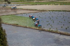 Peru_0057_Reisanbau