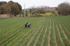 Peru_0059