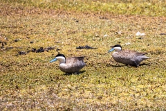 Peru_0091_Enten