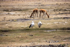 Peru_0092_Pass