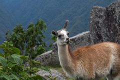 Peru_0159_Machu Picchu