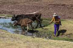 Peru_0172_Altiplano