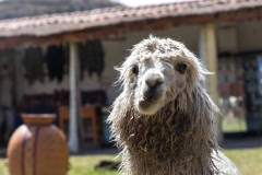 Peru_0173_Altiplano