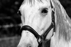 Pferdeportrait-6906-SW