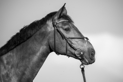 Pferdeportrait-7583-SW