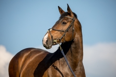 Pferdeportrait-7643
