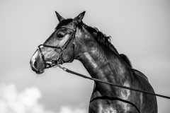 Pferdeportrait-7682-SW