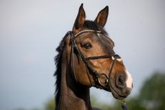 Pferdeportrait-7732
