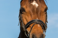 Pferdeportrait-8032