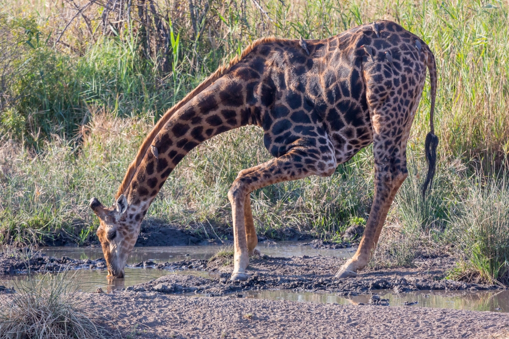 Südafrika_Giraffe