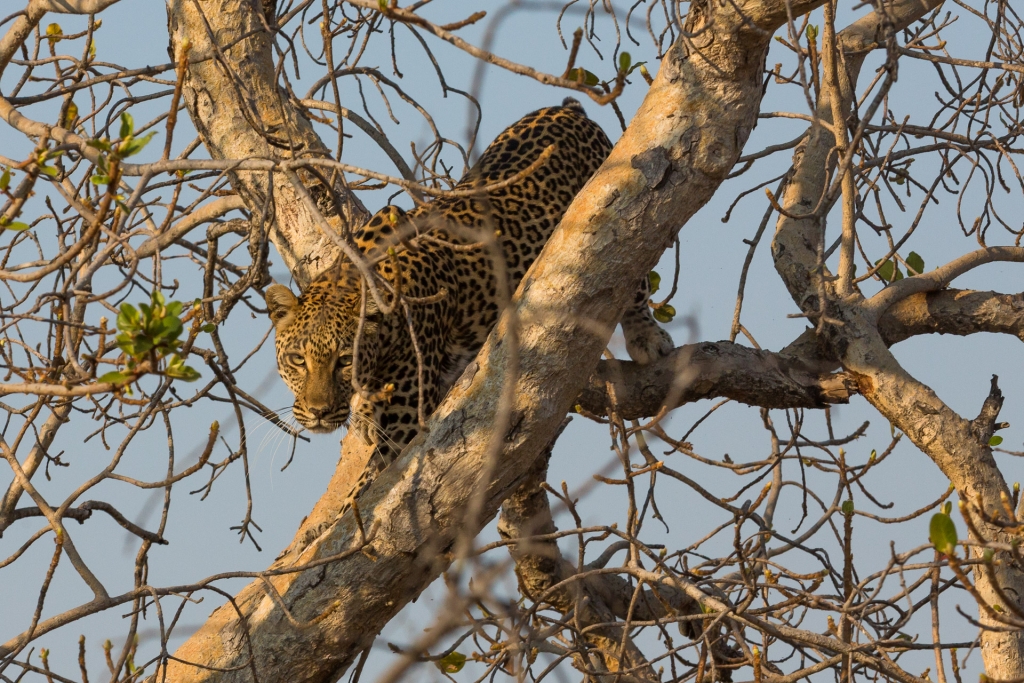 Südafrika_Leopard