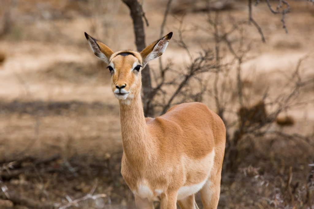 Südafrika_Antilope