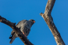 Südafrika_Greifvogel