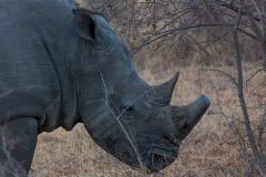 Südafrika_Nashorn
