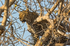 Südafrika_Leopard