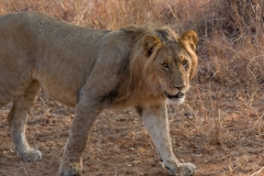 Südafrika_Löwe