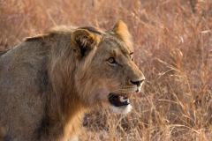 Südafrika_Löwe