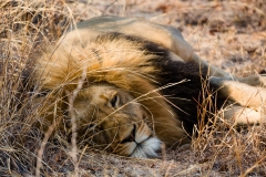 Südafrika_Löwe