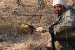 Südafrika_Löwe