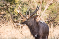 Südafrika_Nyala