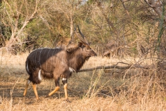 Südafrika_Nyala