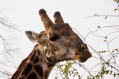 Südafrika_Giraffe