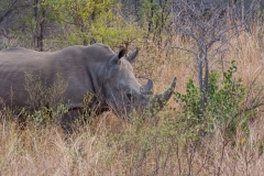 Südafrika_Nashorn