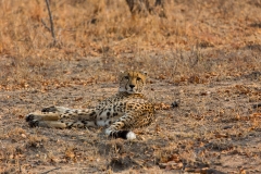 Südafrika_Gepard