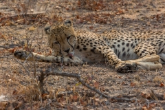 Südafrika_Gepard